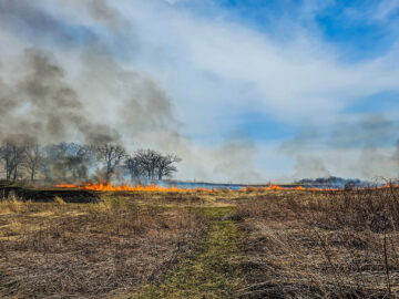 blaze orange fire flames burn brown dead prairie grasses and native plants blue skies and white whispy clouds
